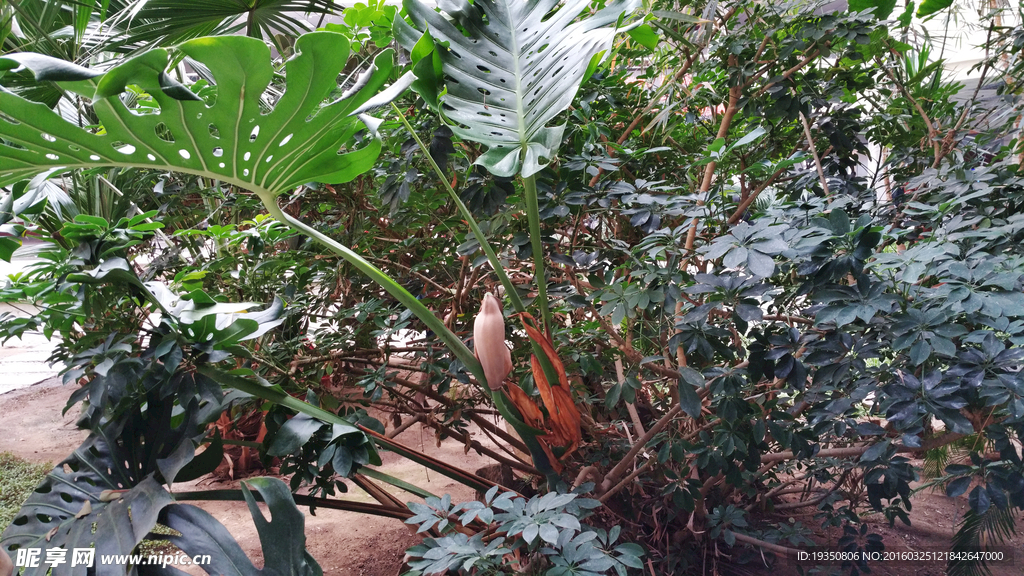花园里的龟背竹