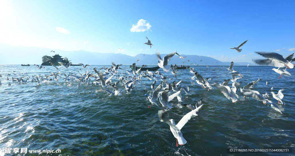 海鸥小普陀