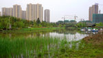 洋湖湿地公园