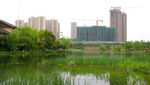 洋湖湿地公园