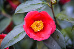 茶花
