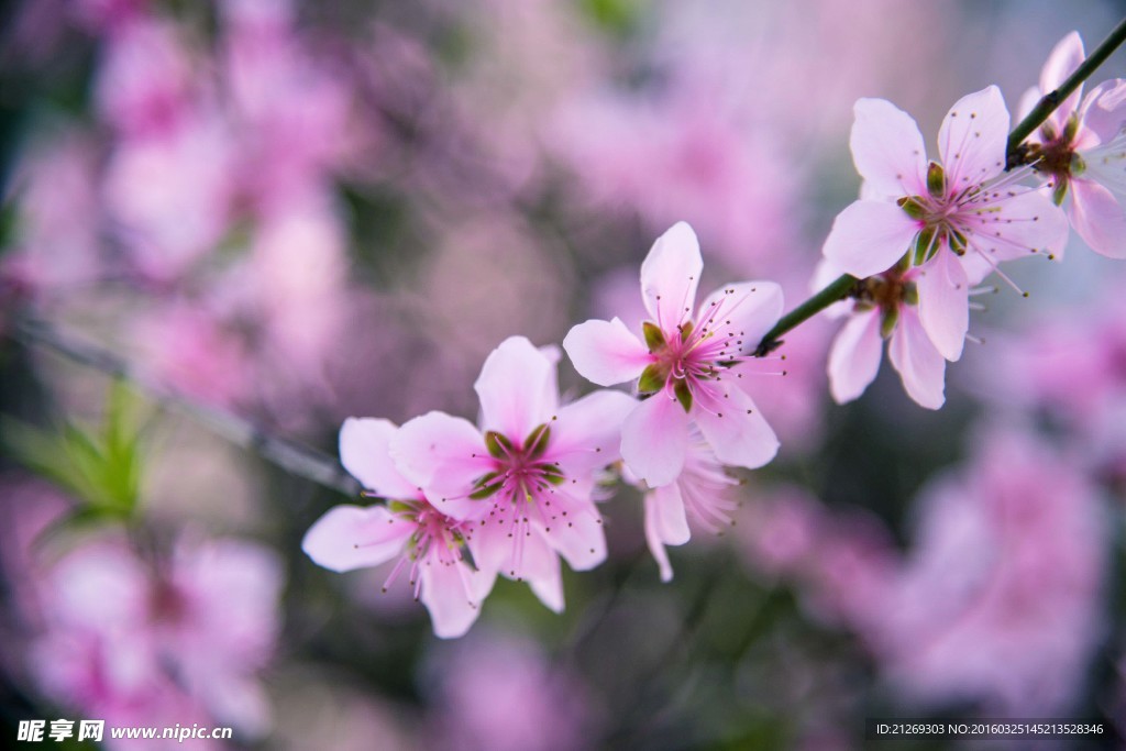 桃花