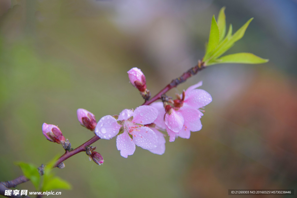 桃花
