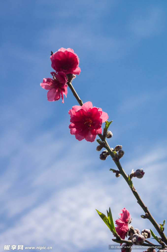 东莞松山湖桃花