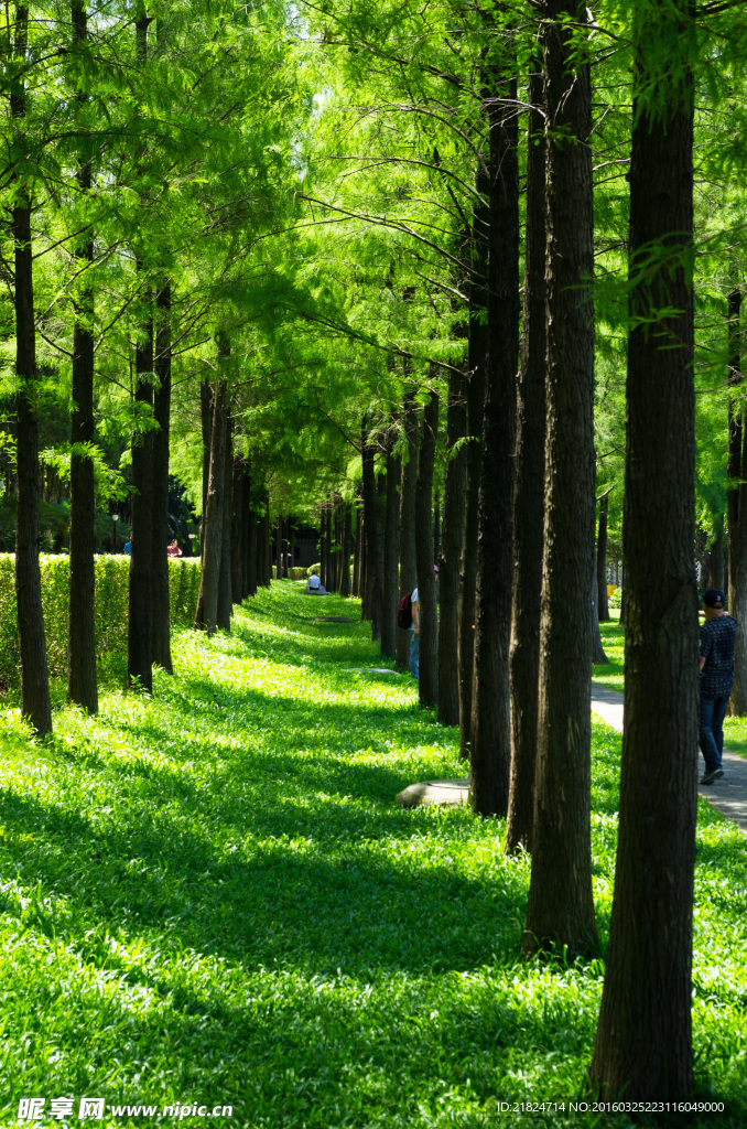 深圳洪湖公园树林