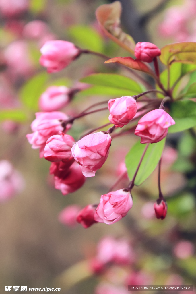 垂丝海棠花