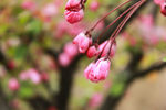 垂丝海棠花