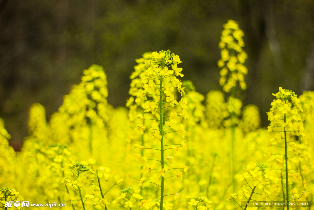油菜花
