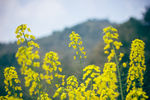 油菜花