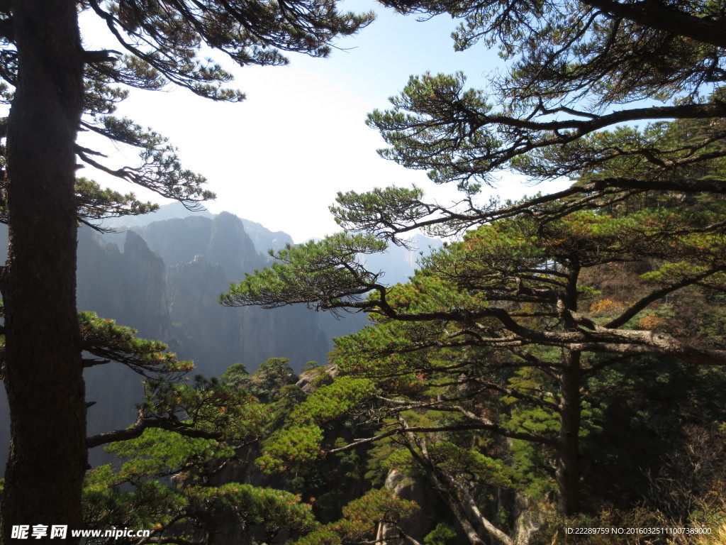 黄山松柏