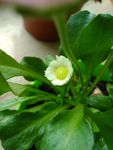 含苞待放的雏菊