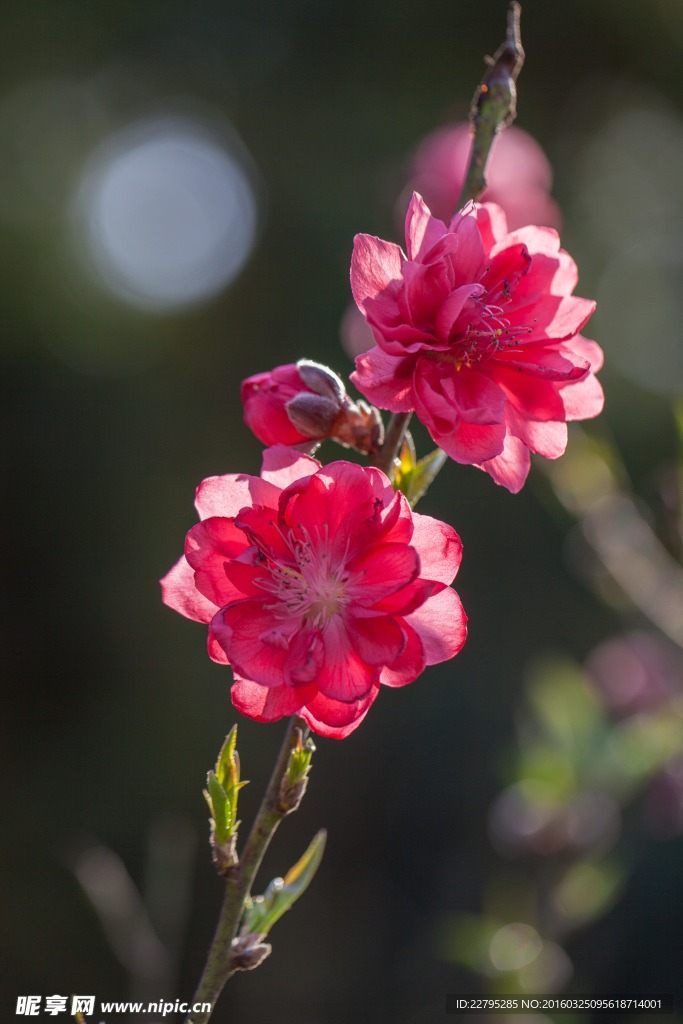 桃花