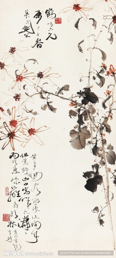 墨叶白菊