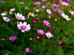 格桑花
