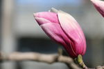 粉色玉兰花花蕾原图