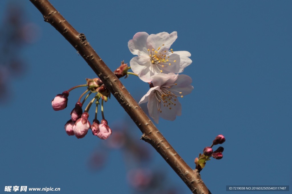 樱花