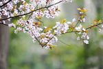 繁花
