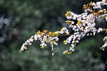 繁花