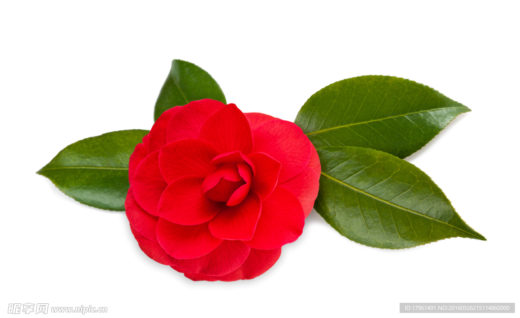月季花