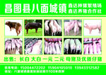 种猪繁殖场