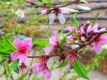 雨后  桃花