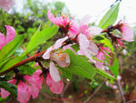 春雨 桃花