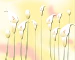 手绘立体马蹄莲