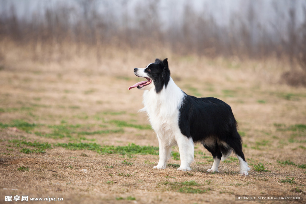 边境牧羊犬