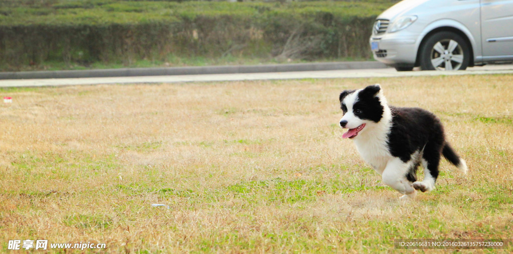 边境牧羊犬幼犬