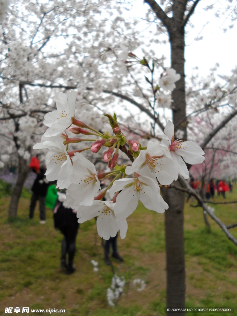 樱花