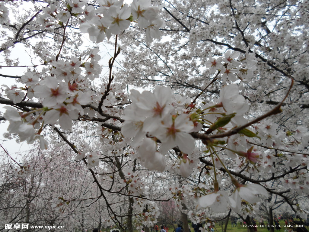 樱花