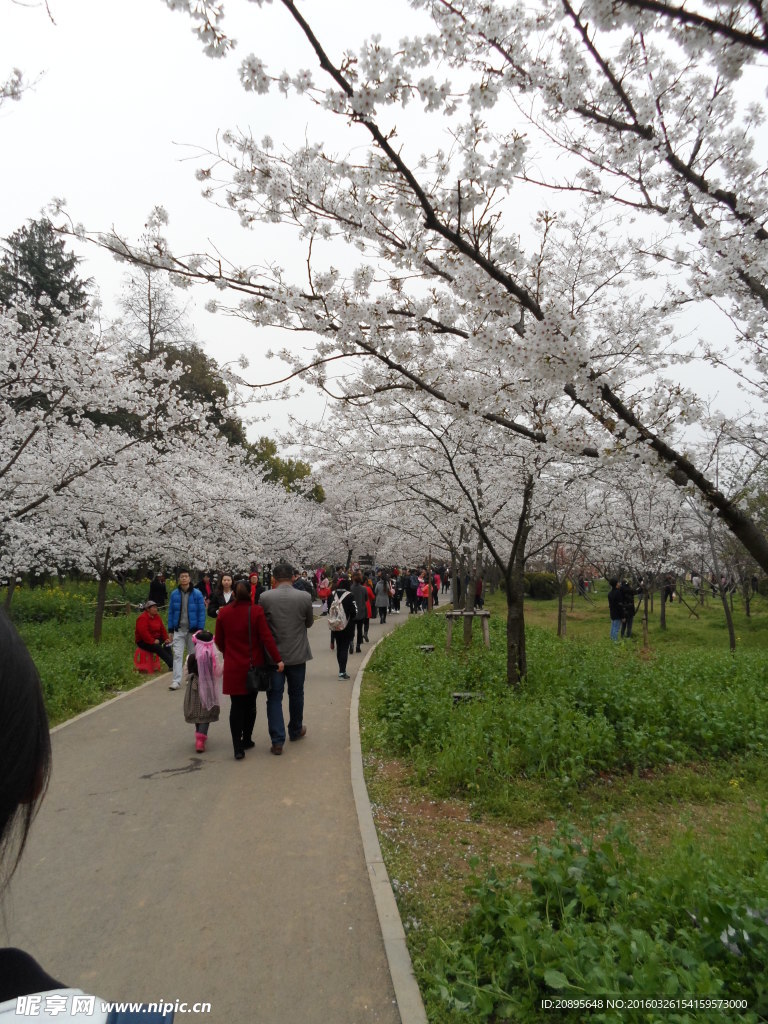 樱花树