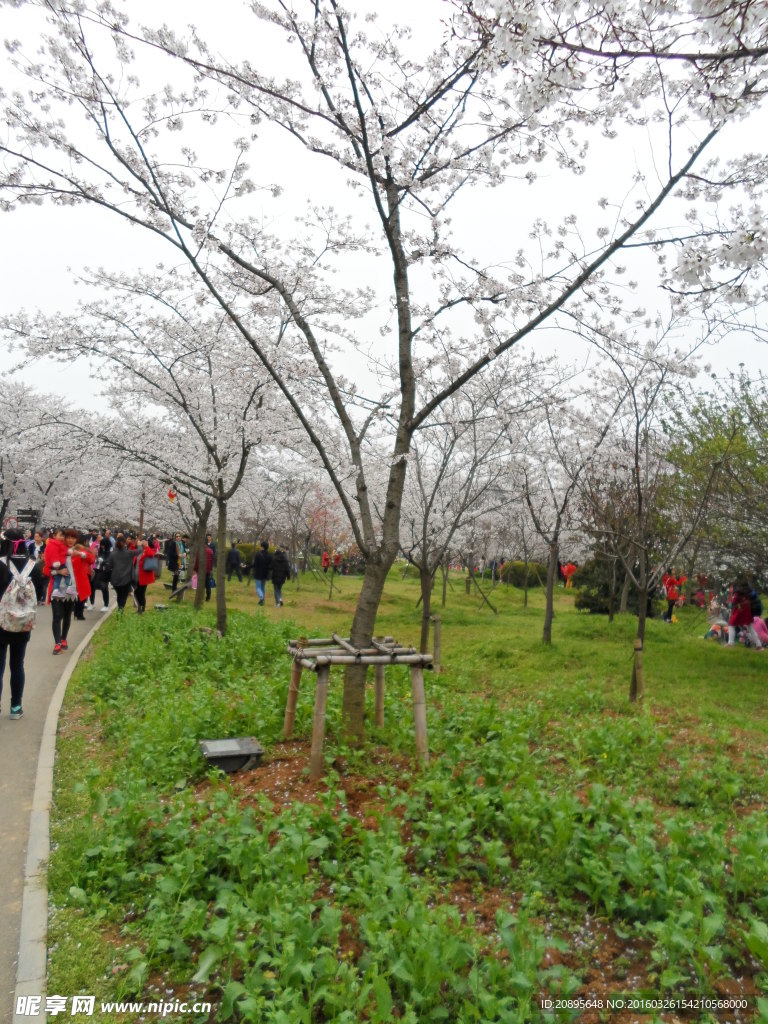 樱花树