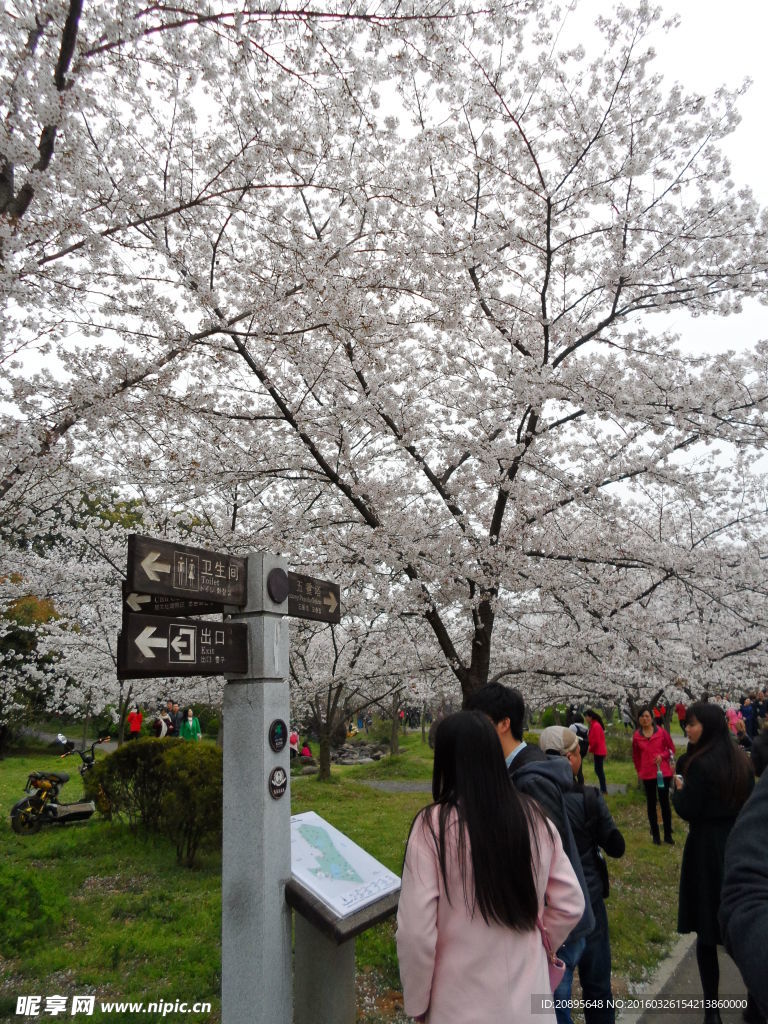 樱花