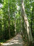 紫金山之春