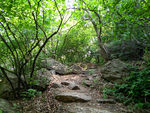 紫金山之春