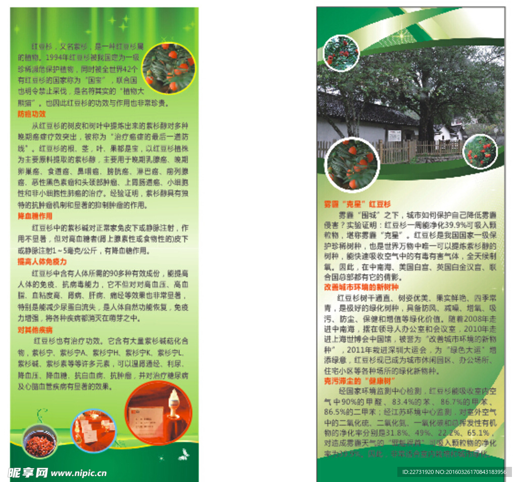 红豆杉易拉宝