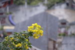 花儿
