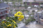 花儿
