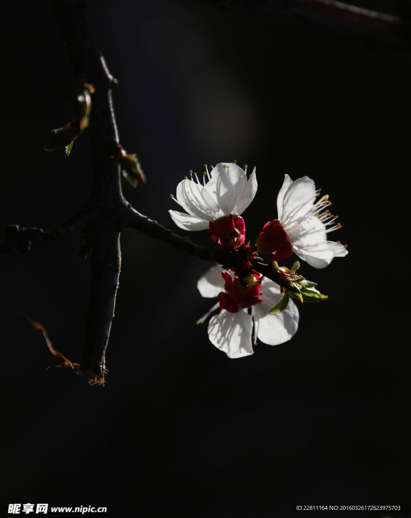 桃花