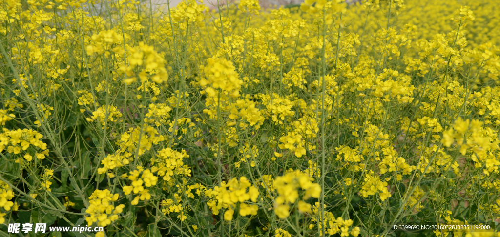 油菜花   春天素材