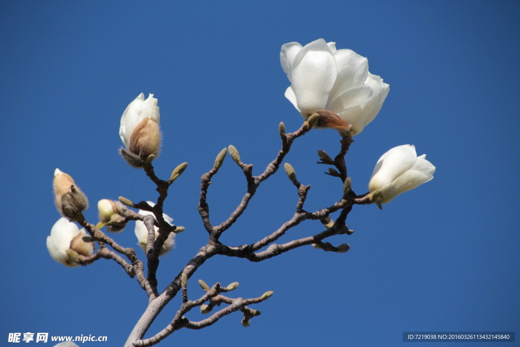 玉兰花