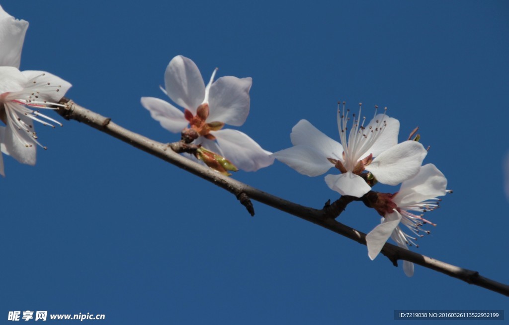 山桃花