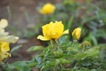 黄花