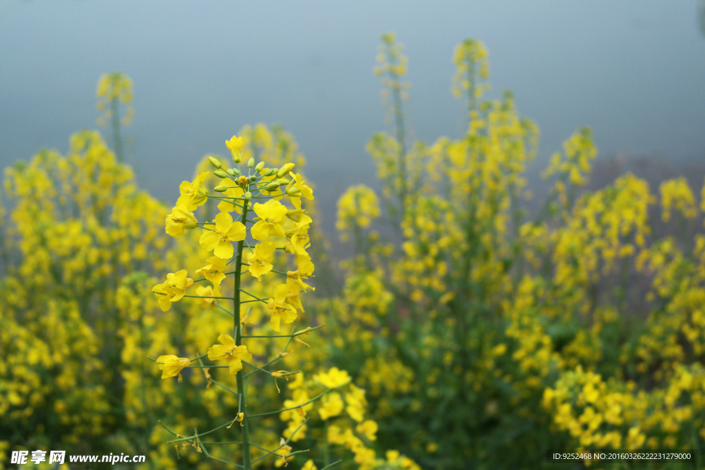 油菜花