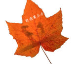 枫叶