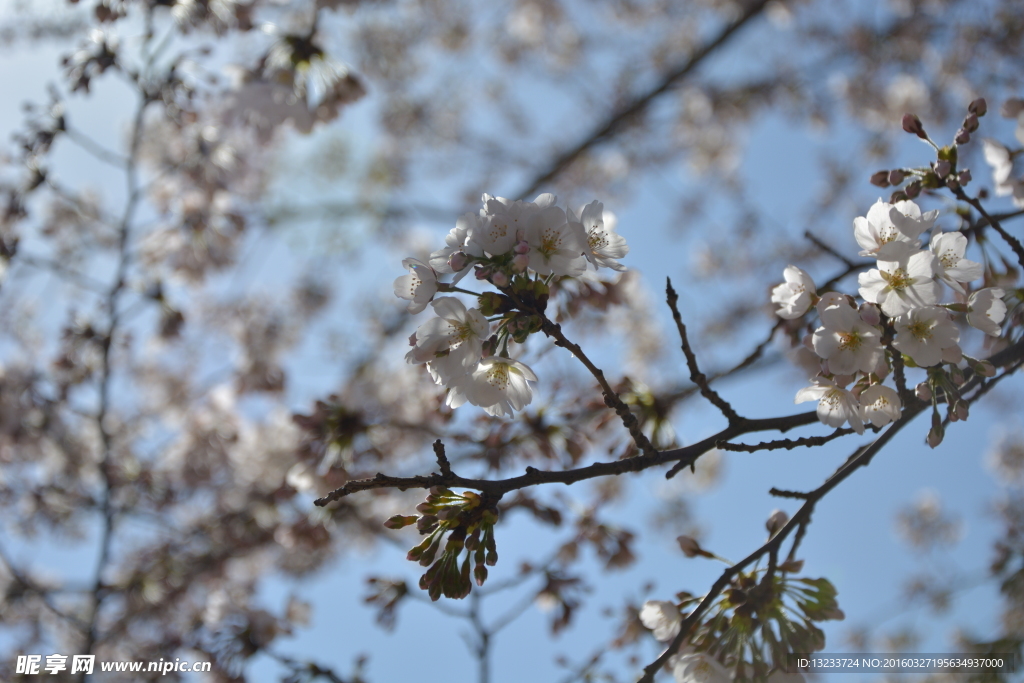 樱花