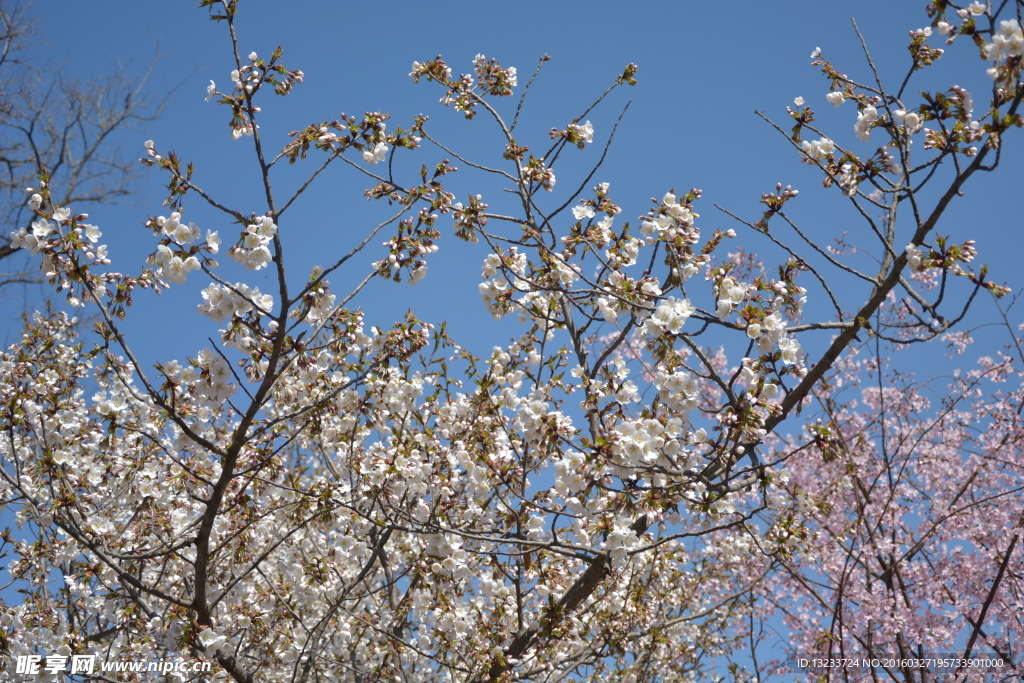 樱花