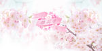 樱花季