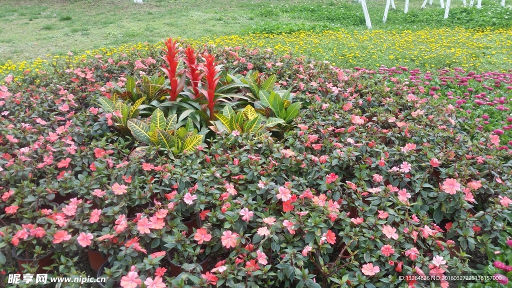 公园里的花